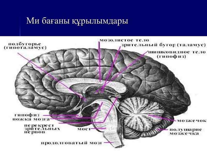 Ми бағаны құрылымдары